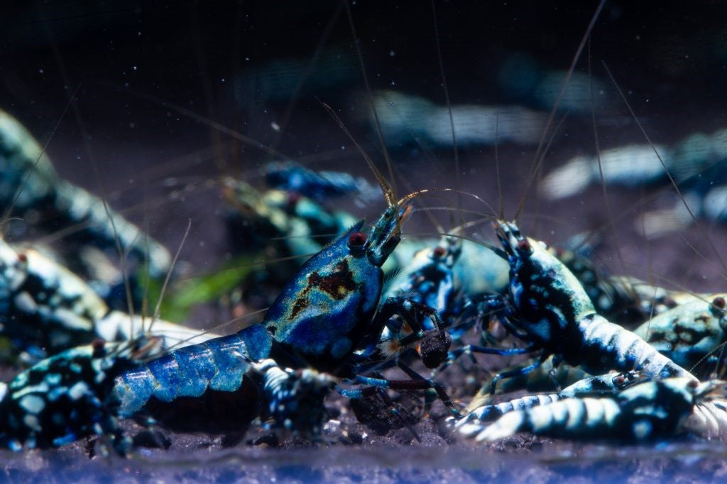 When to Replace Shrimp Soil: Signs It's Exhausted