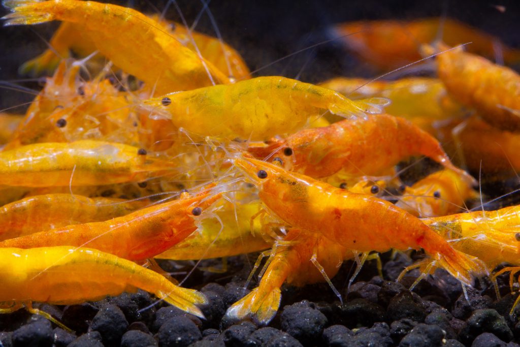 Why Shrimp Die After You Buy Them: 3 Reasons