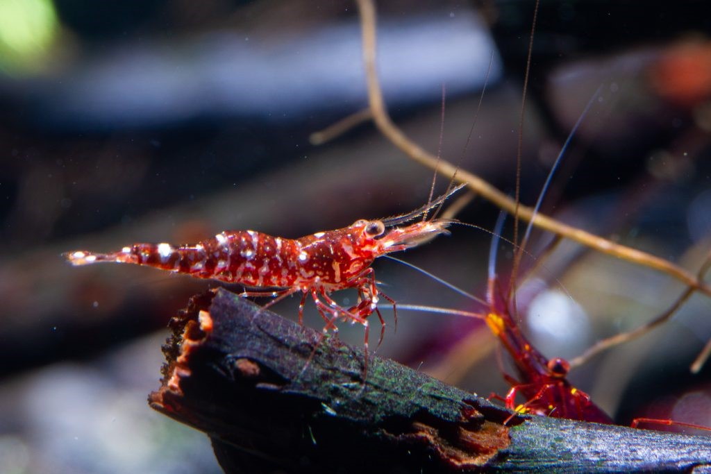 Sulawesi Shrimp FAQ: pH, Minerals & Breeding