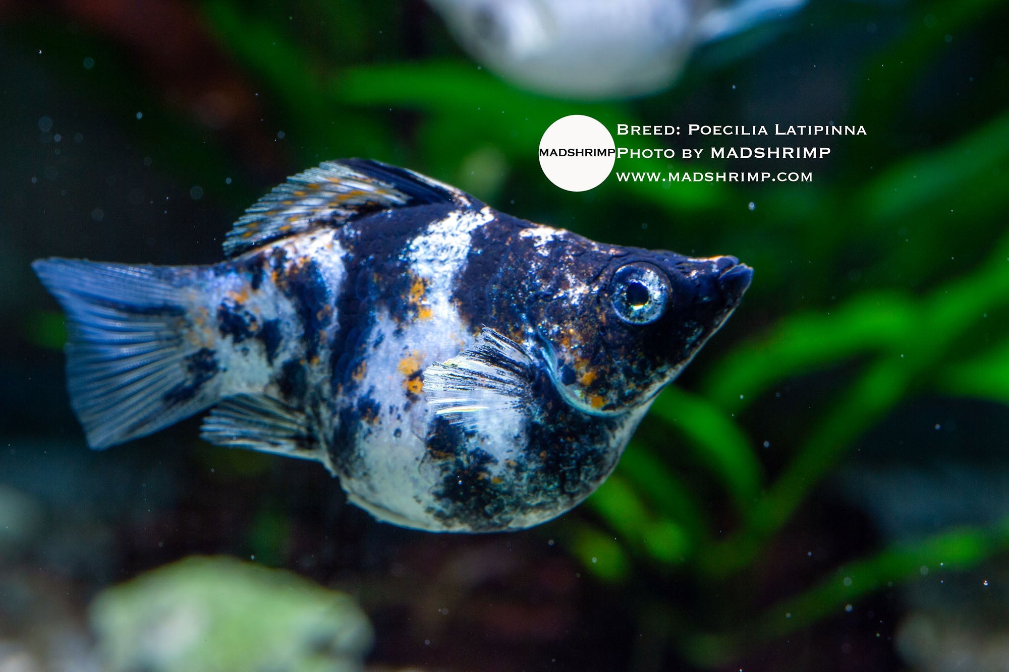 Aquarium Supplies