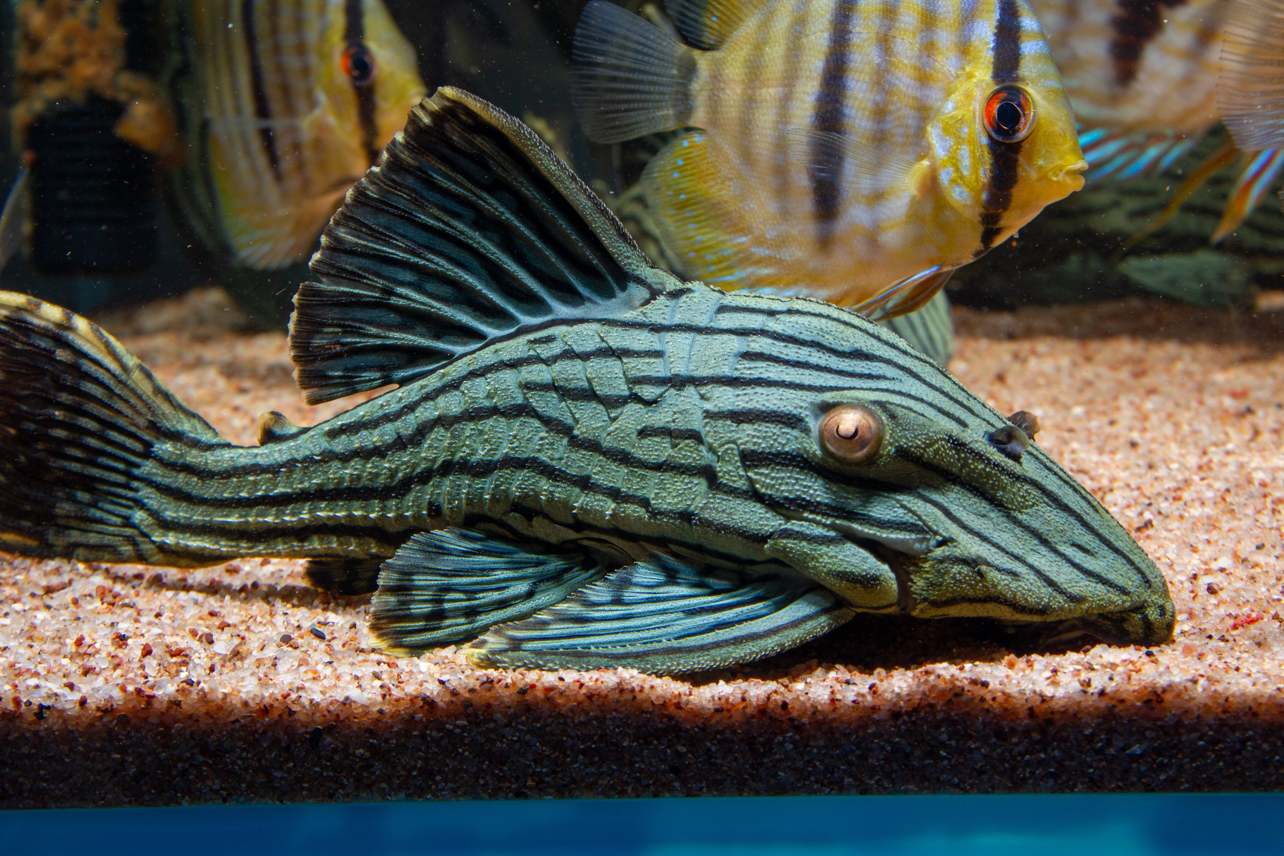 Pleco