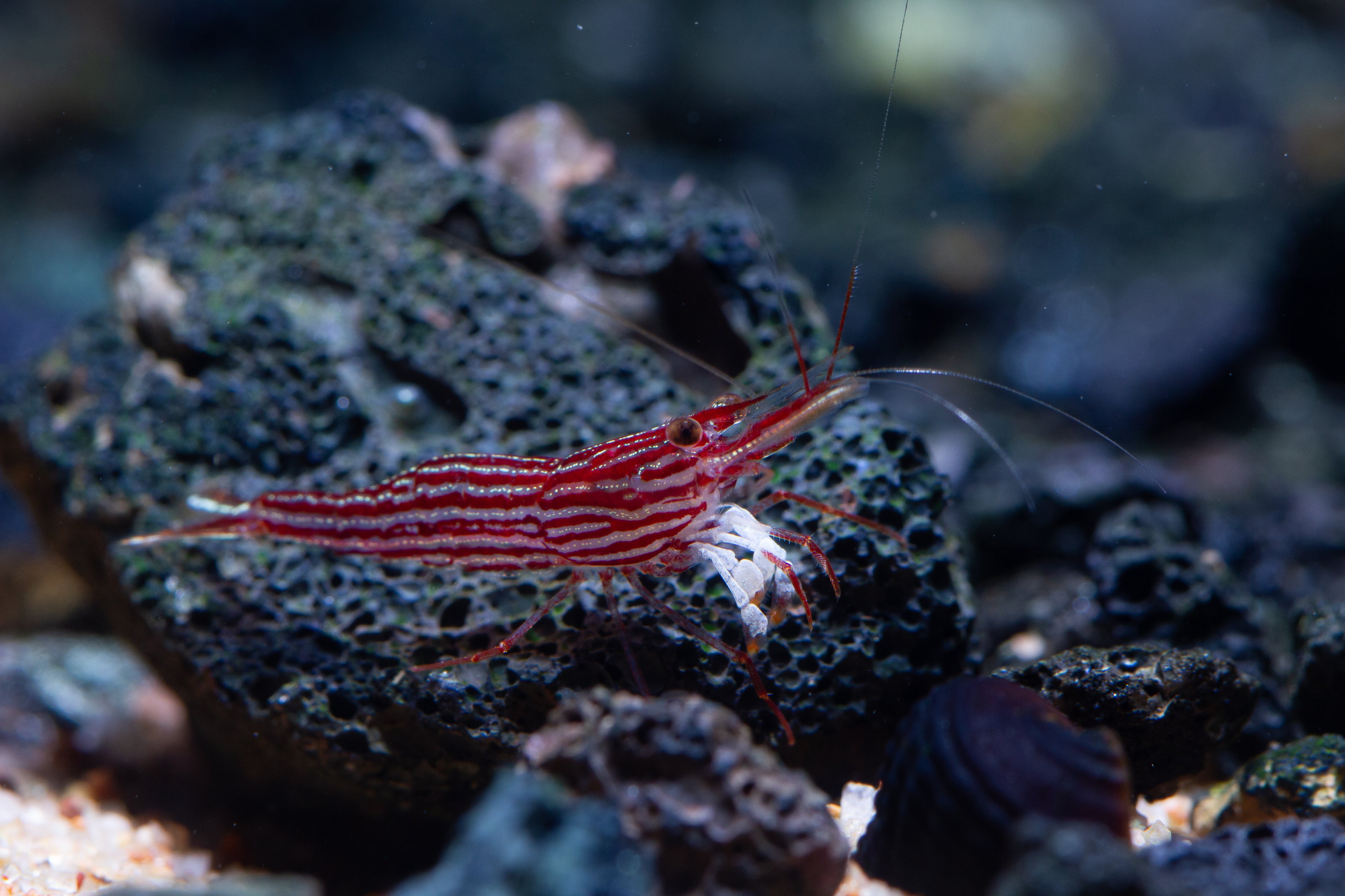 Sulawesi