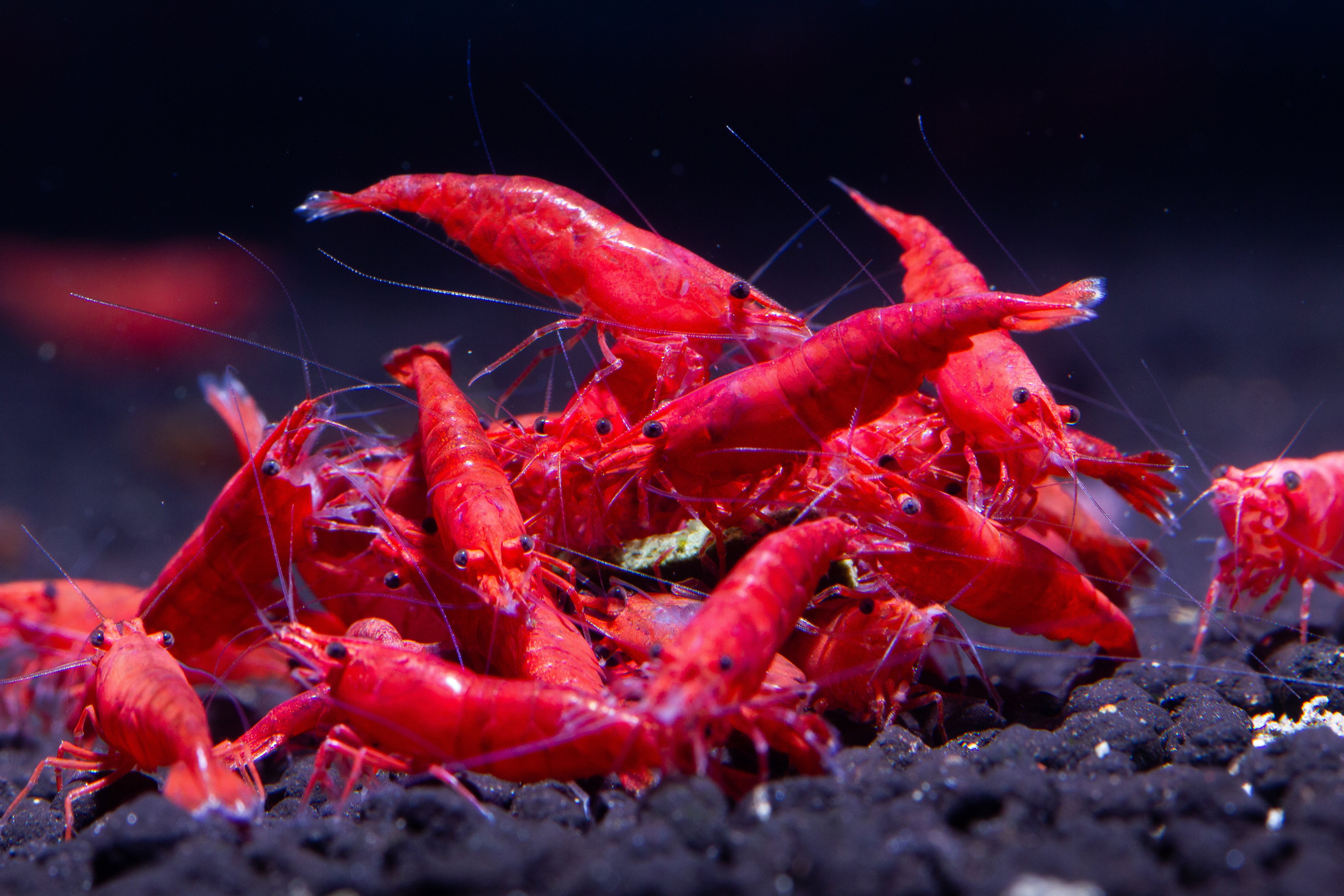 Neocaridina