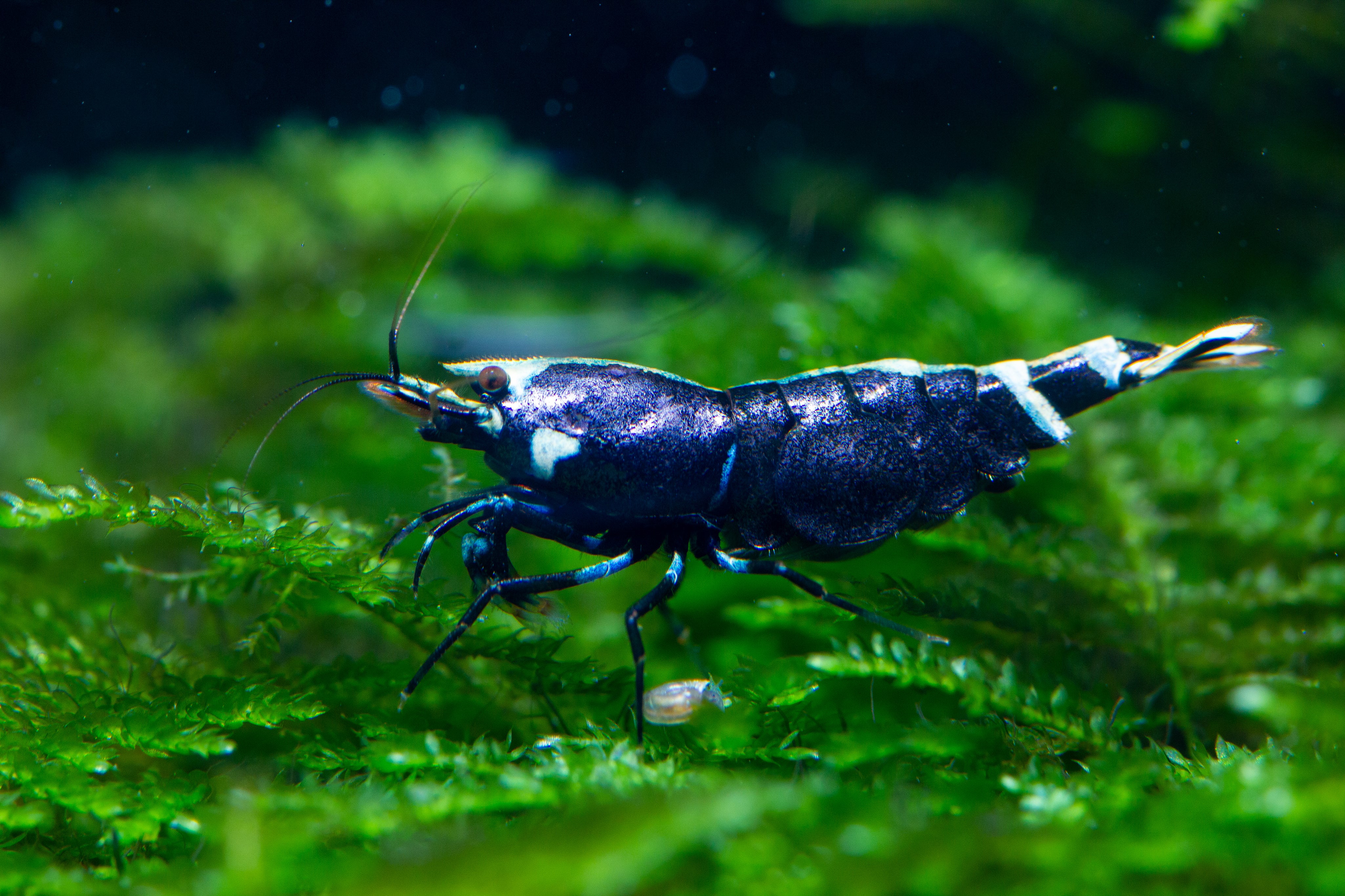 Caridina