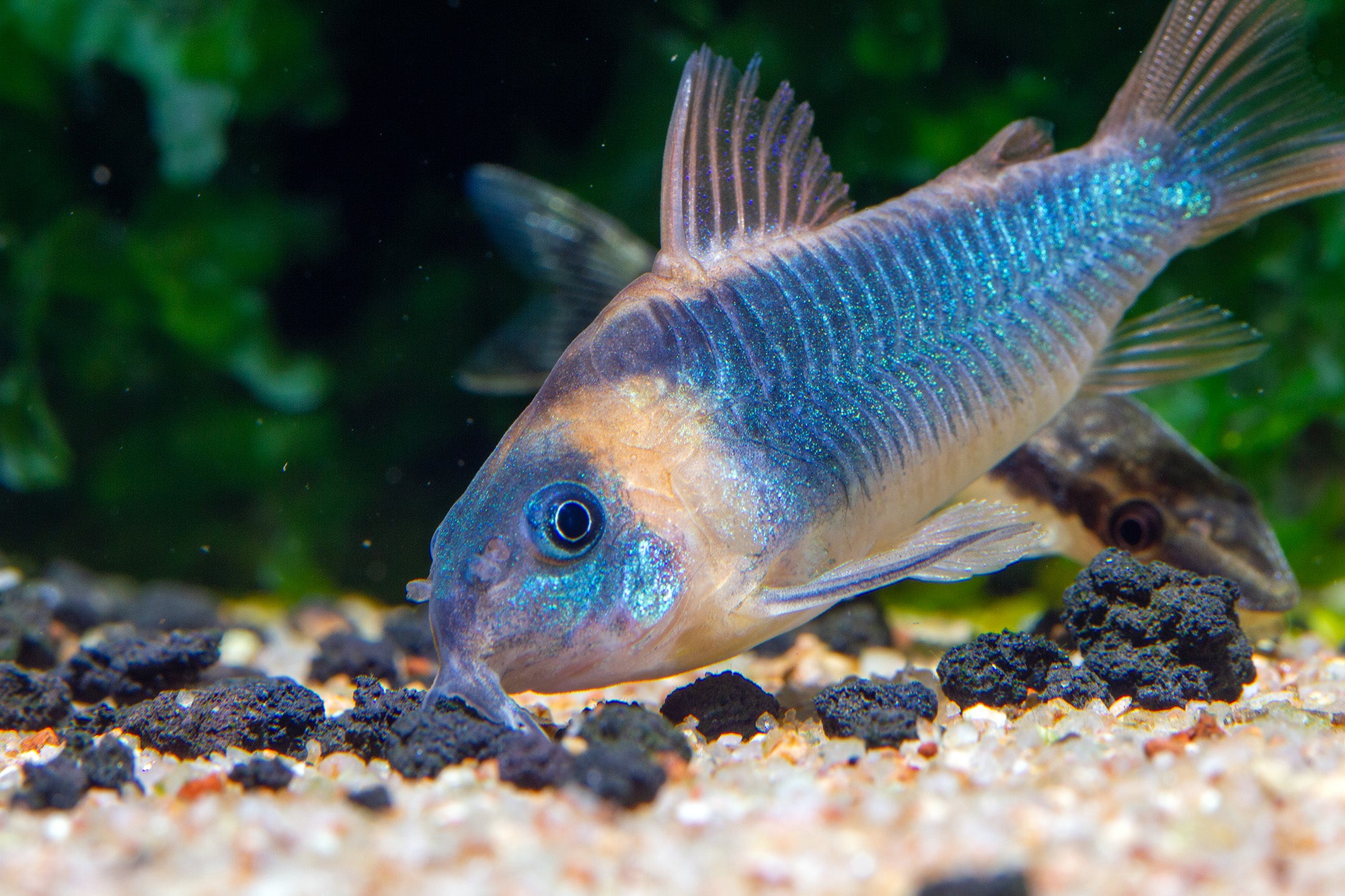 Corydoras