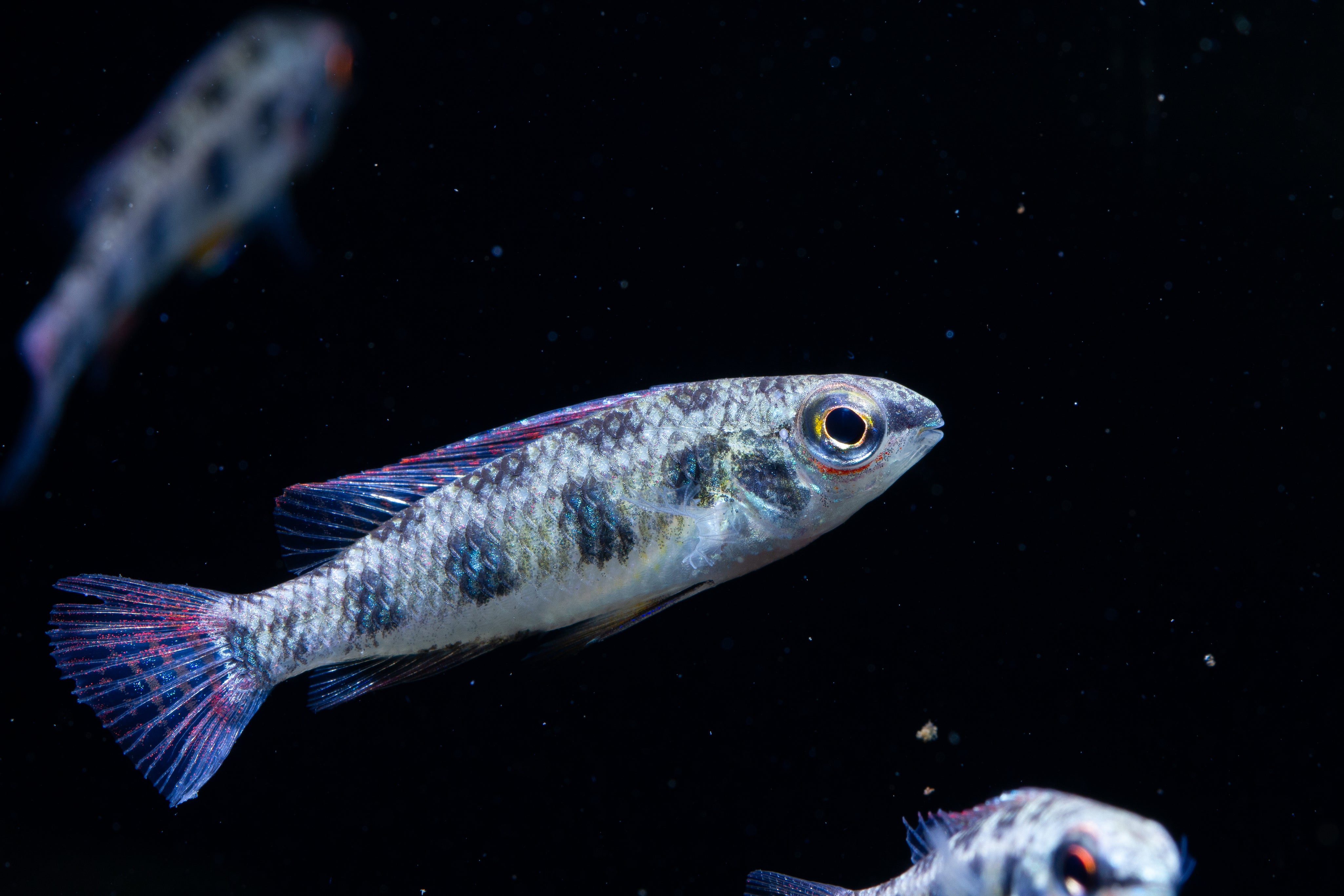 Aquarium Feed