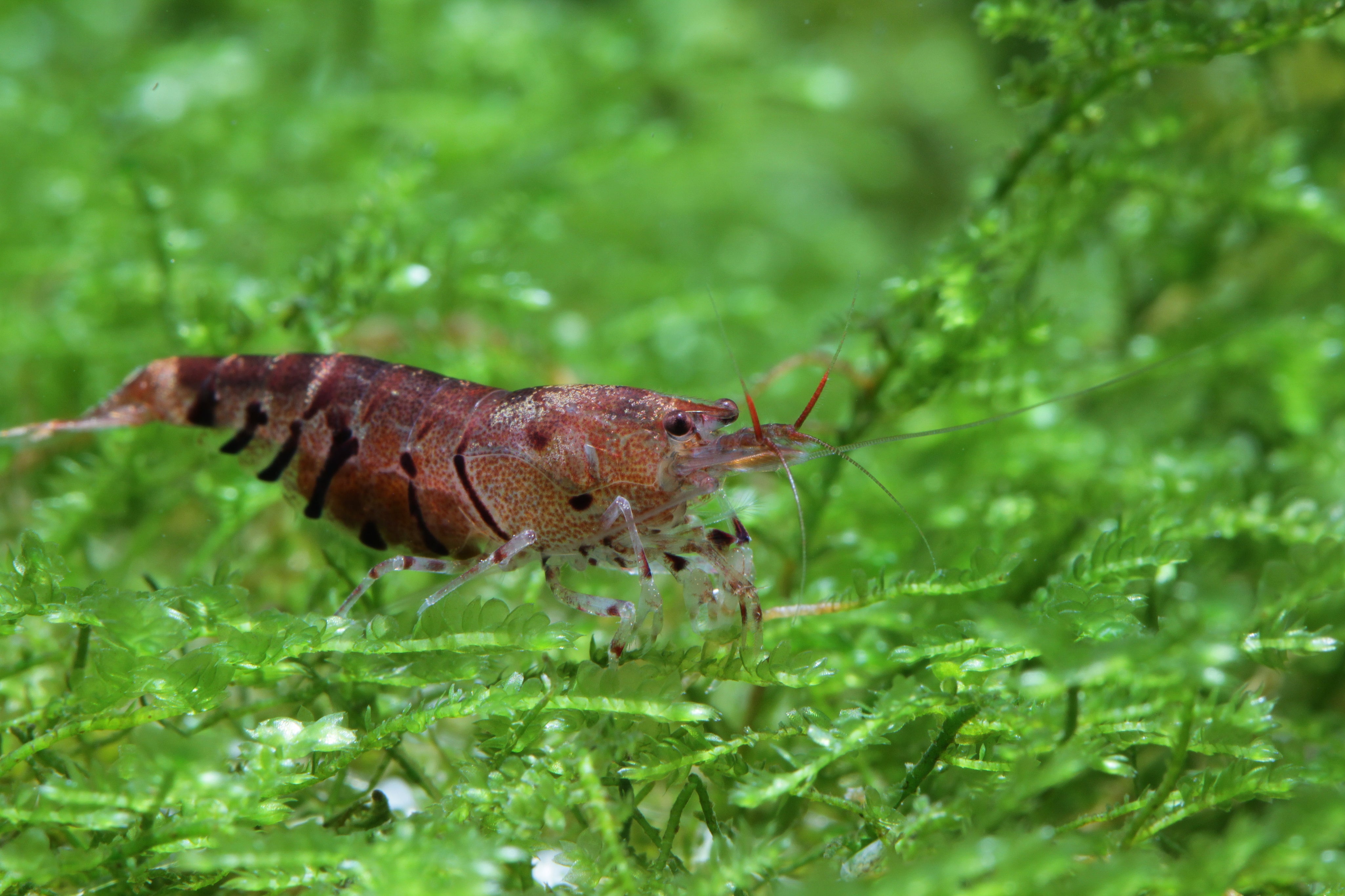 Wild Shrimp