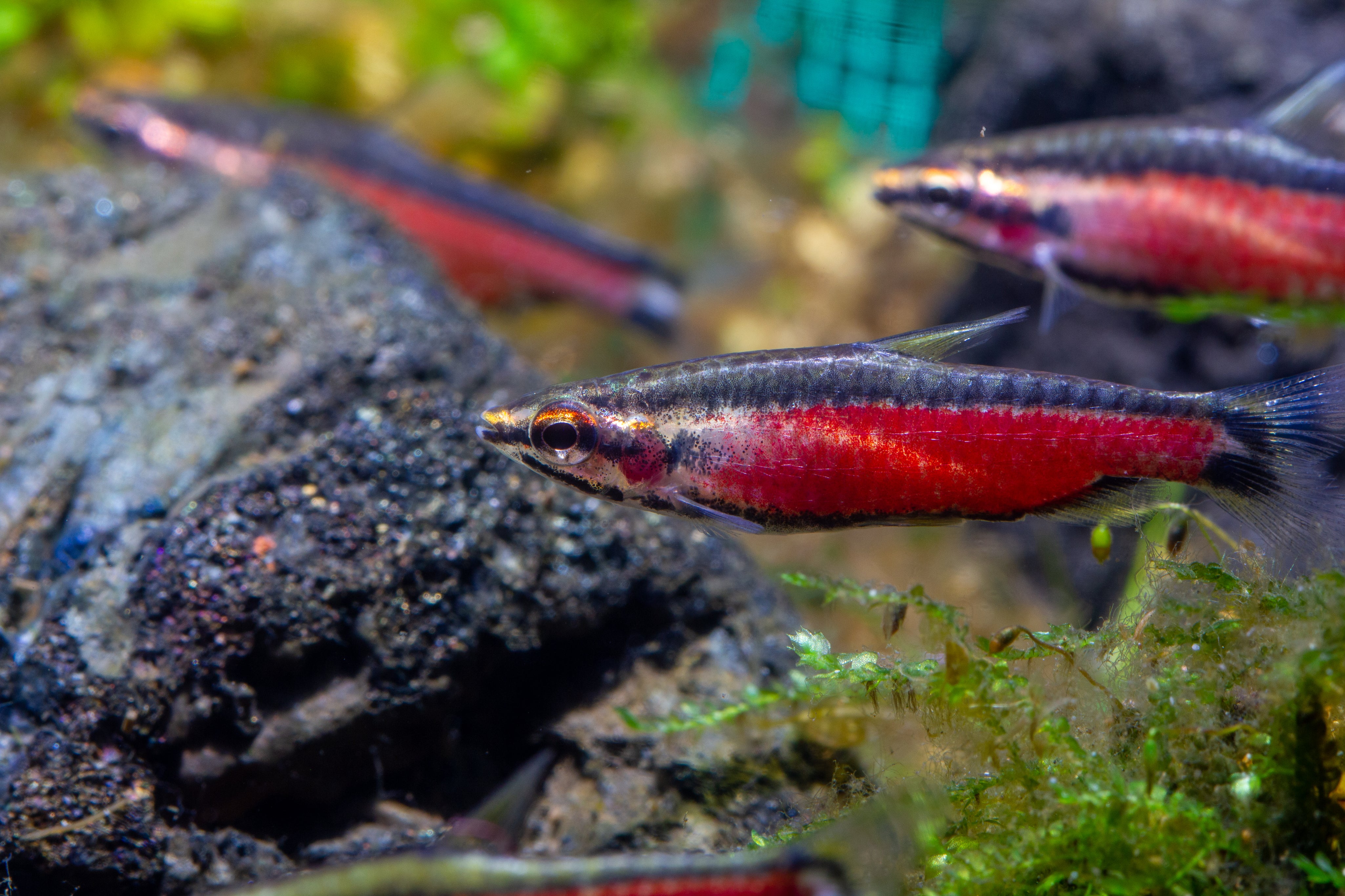 Other Fishes