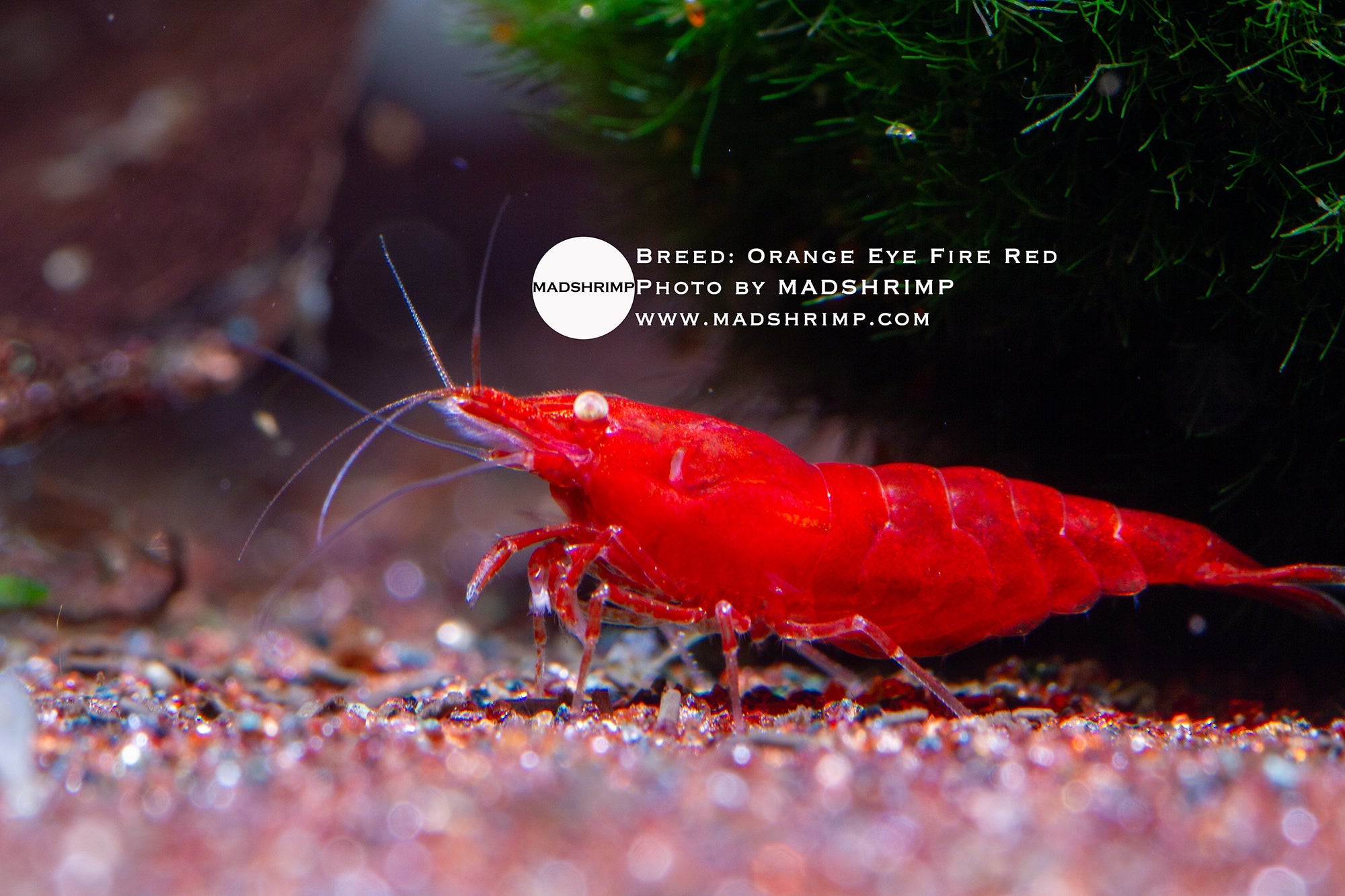 Shrimp Product