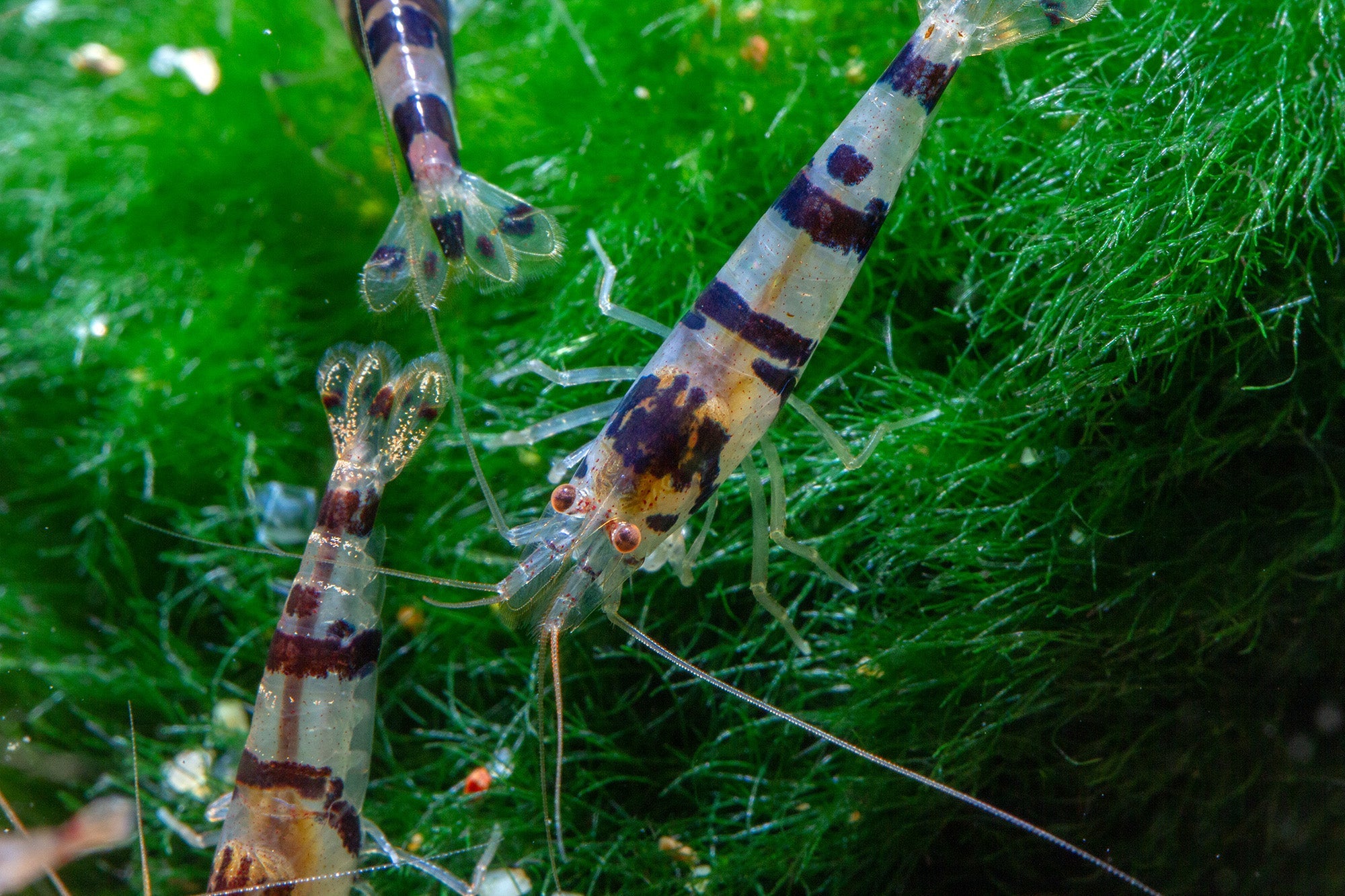 Other Shrimps