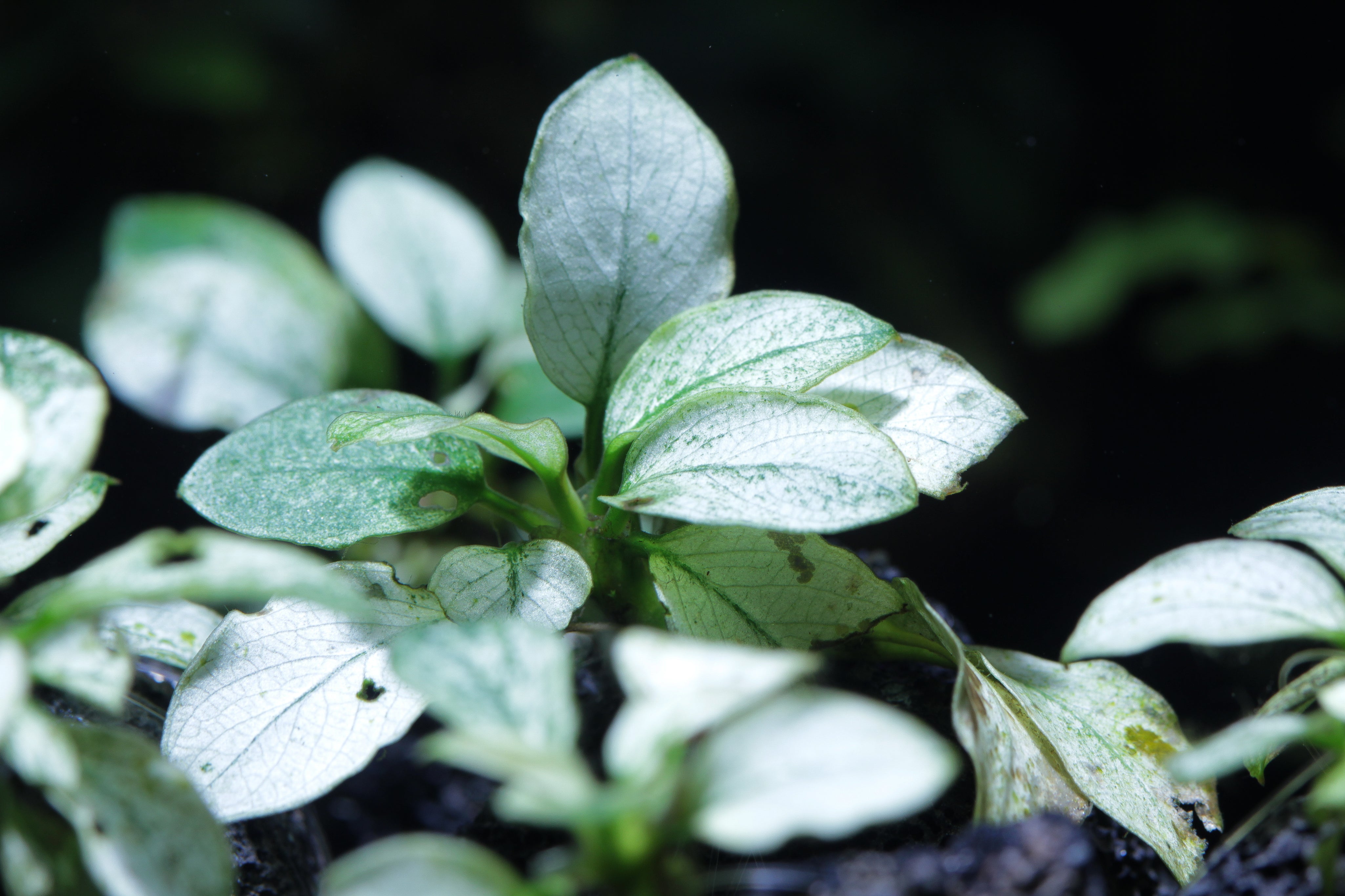 Plants