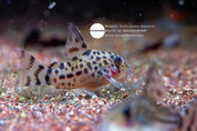 Knaacki Corydoras (Hoplisoma knaacki) captive bred