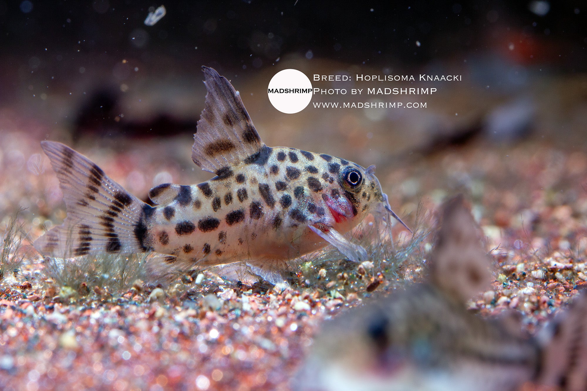 Knaacki Corydoras (Hoplisoma knaacki) captive bred
