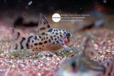 Hoplisoma Knaacki [Captive]