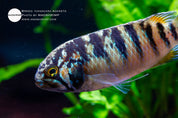 Adoketa cichlid (Ivanacara adoketa)