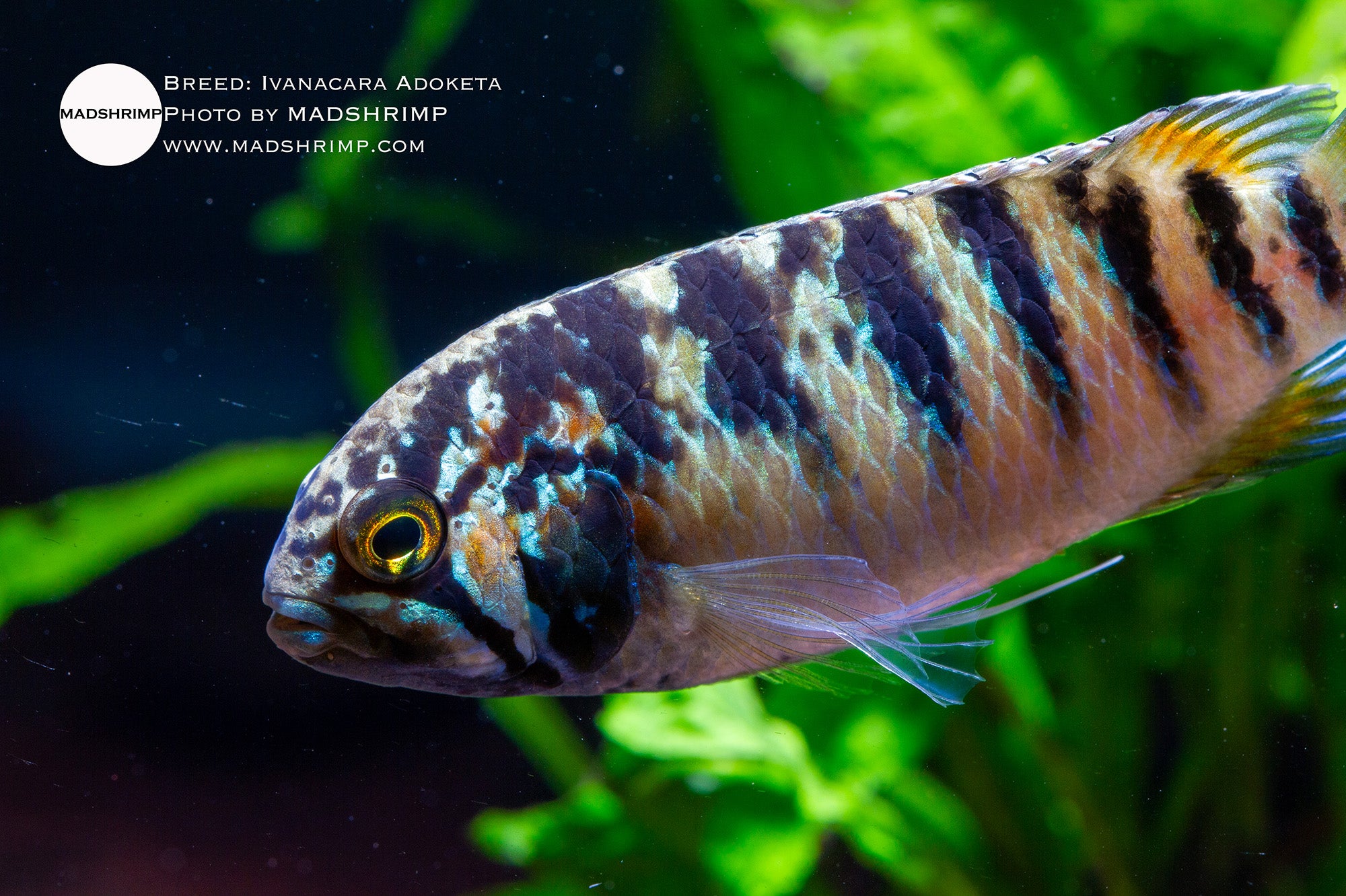 Adoketa cichlid (Ivanacara adoketa)