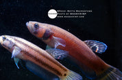 Betta macrostoma spotfin betta pair, photo 2