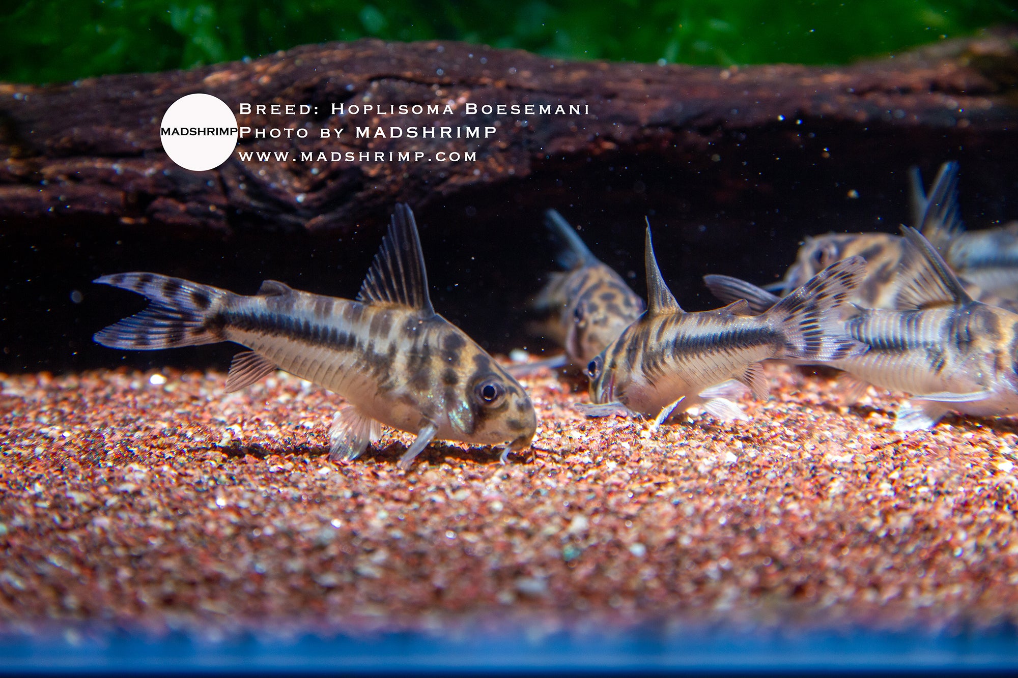 Hoplisoma Boesemani