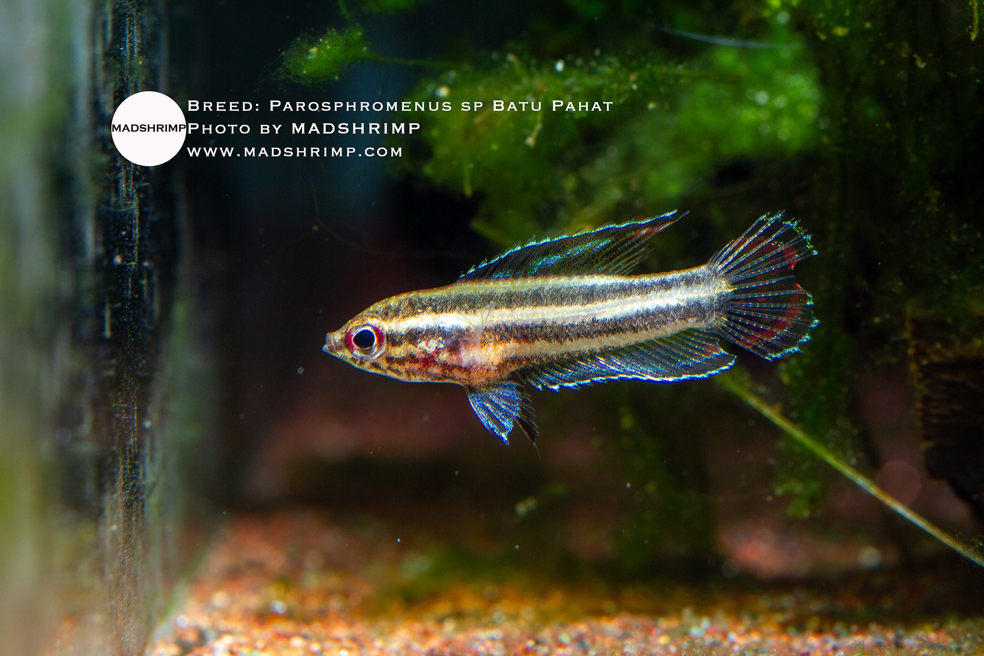 Parosphromenus sp Batu Pahat