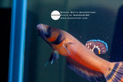 Betta macrostoma spotfin betta pair