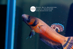 Betta Macrostoma Pair