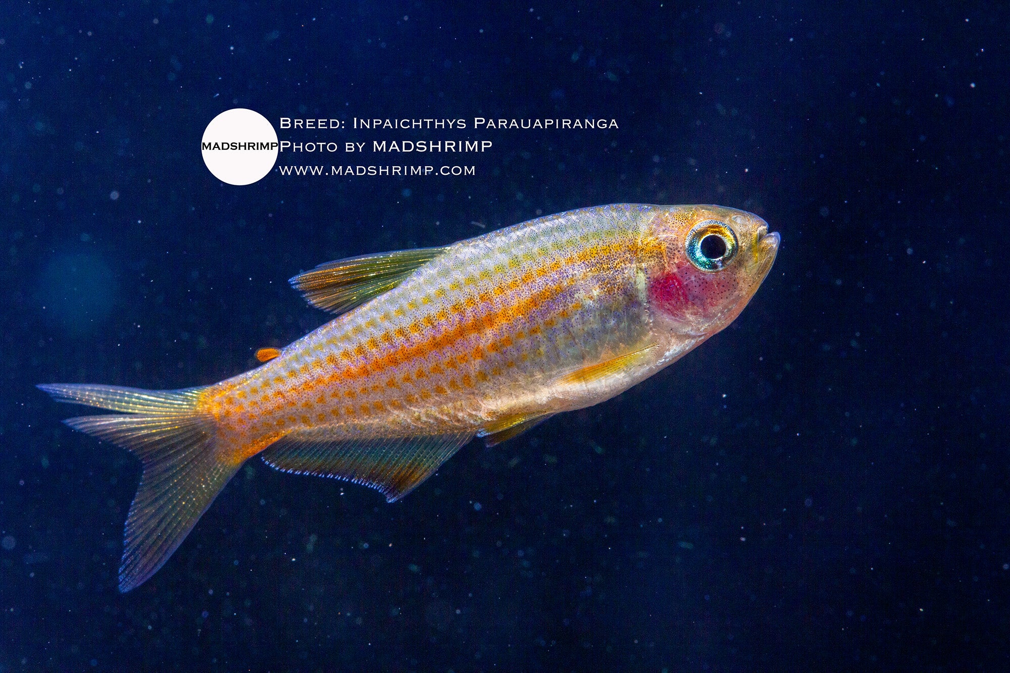 Inpaichthys Parauapiranga