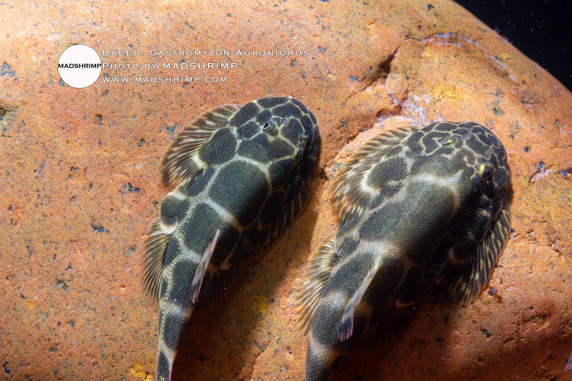 Gastromyzon Auronigrus