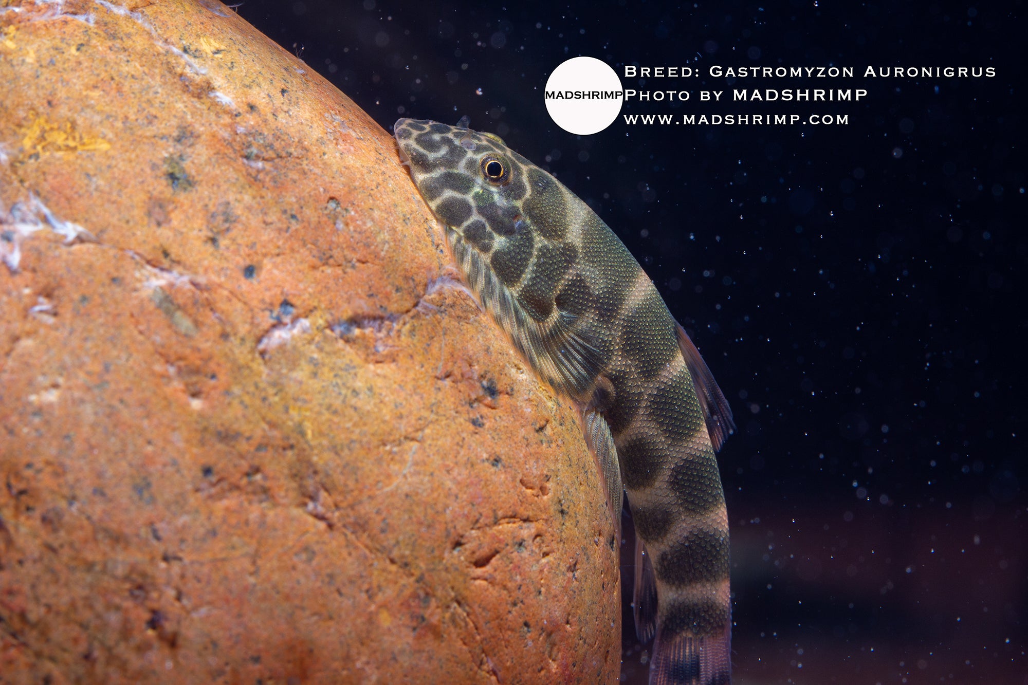 Gastromyzon Auronigrus