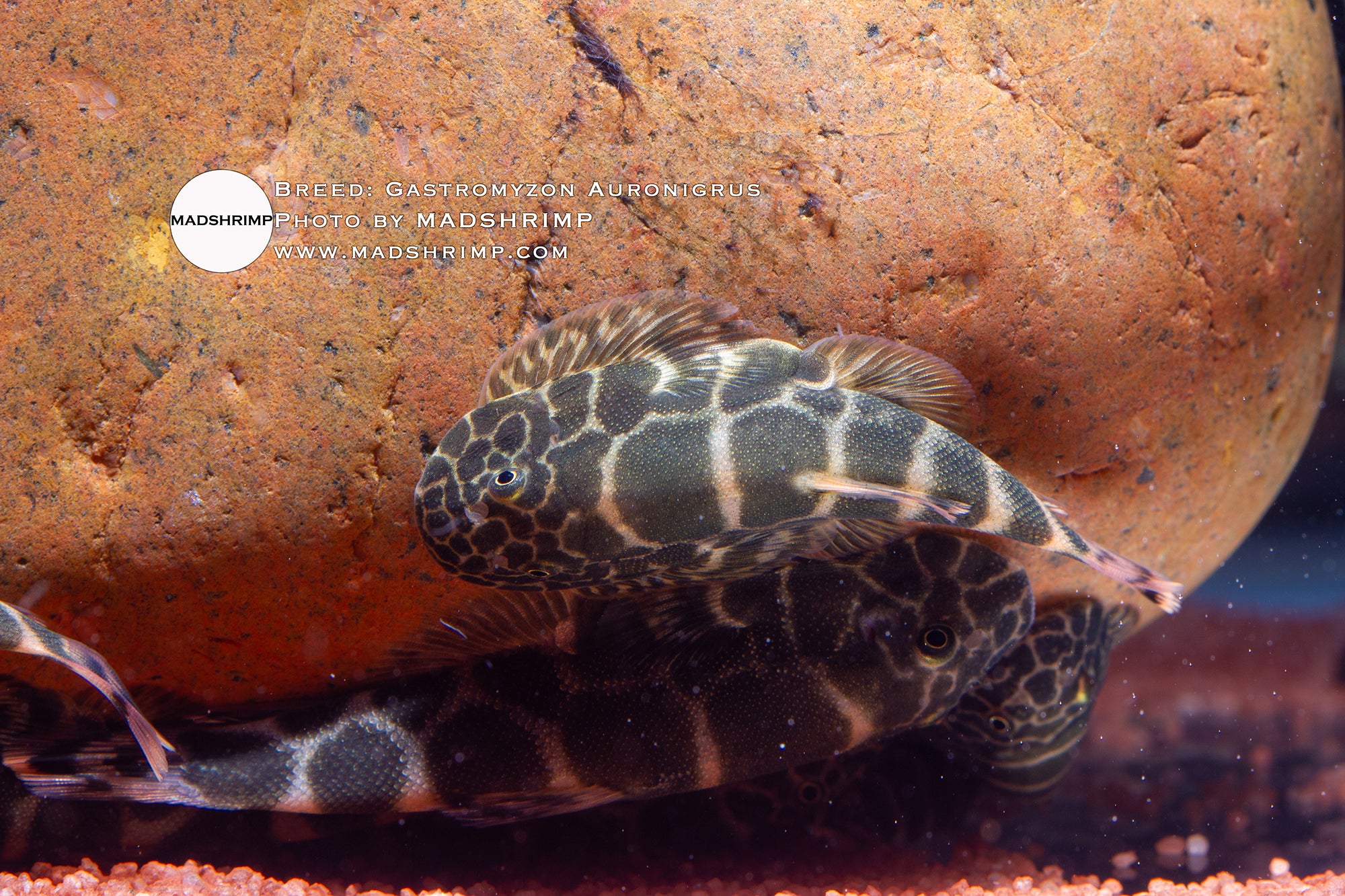 Gastromyzon Auronigrus
