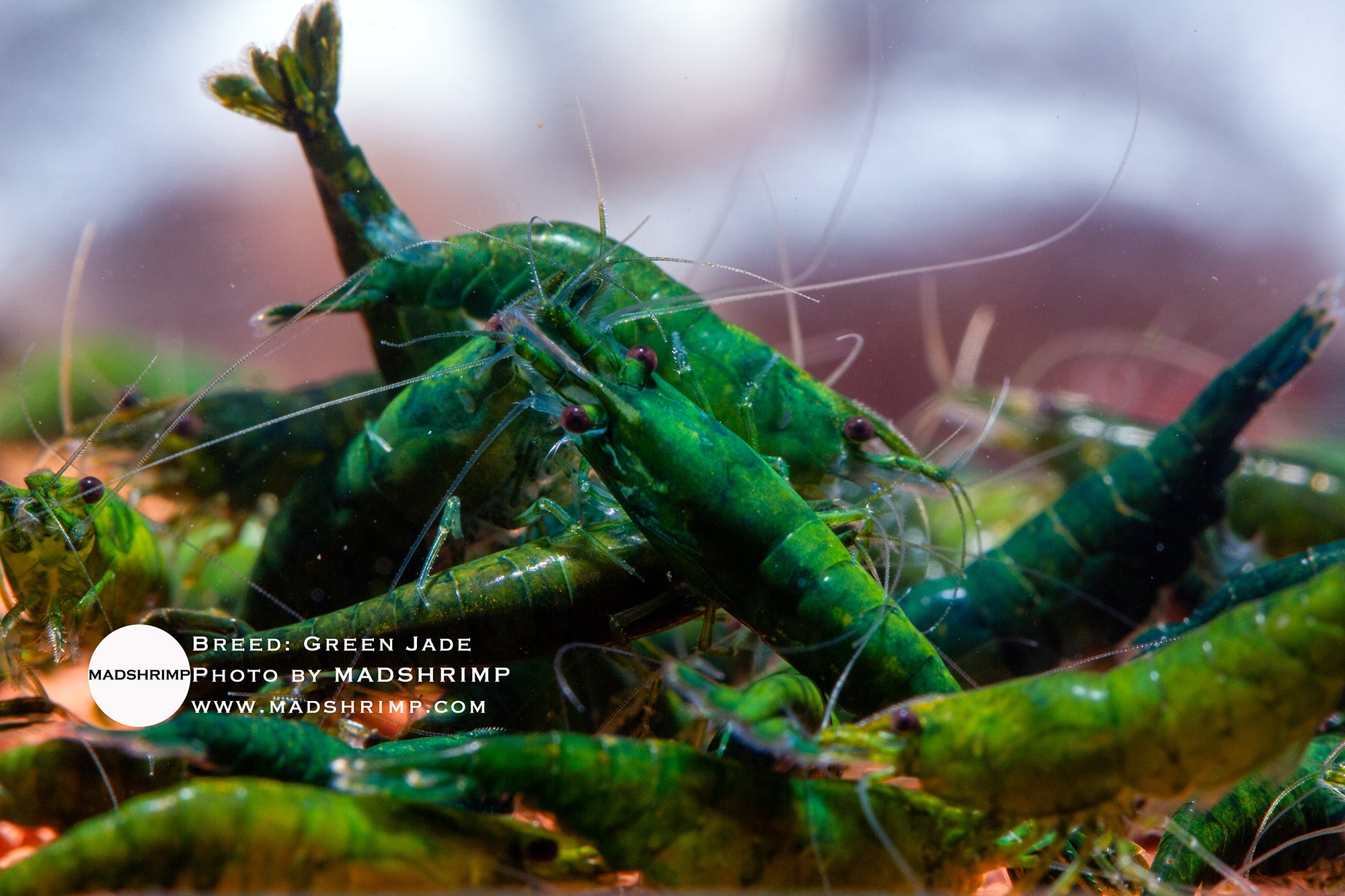 Green Jade Neocaridina shrimp
