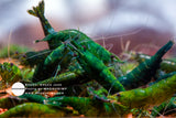 Green Jade