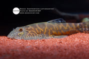 Gastromyzon lepidogaster Borneo hillstream loach, photo 2