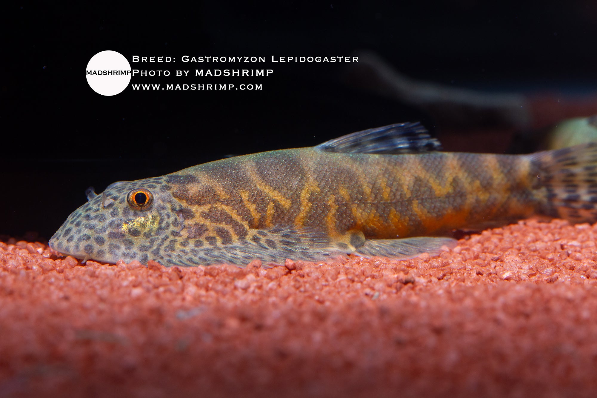 Gastromyzon lepidogaster Borneo hillstream loach, photo 2