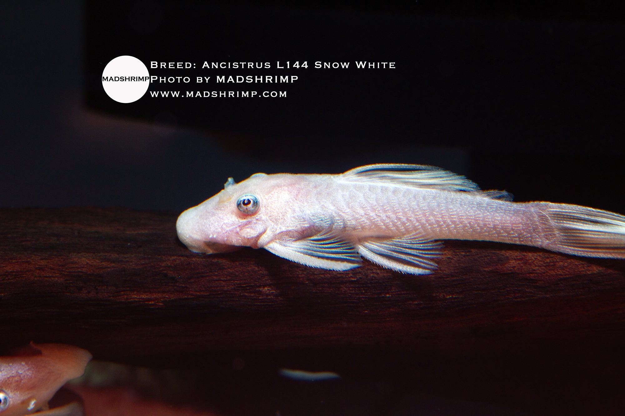 Ancistrus L144 Snow White MADSHRIMP ancistrus-l144-snow-white-madshrimp