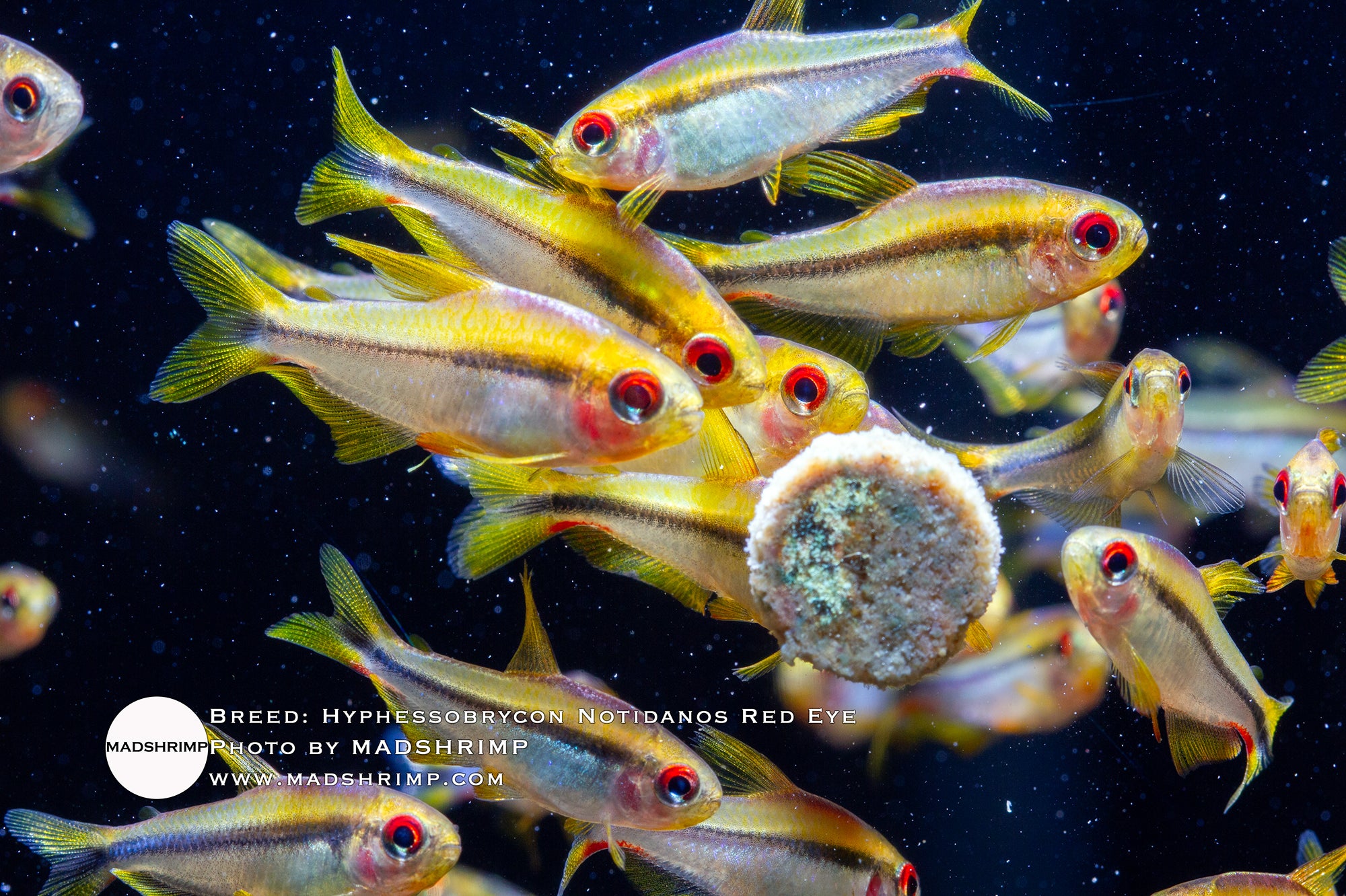 Rainbow Devil tetra (Hyphessobrycon notidanos red eye)
