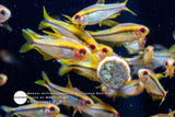 Hyphessobrycon Notidanos Red Eye