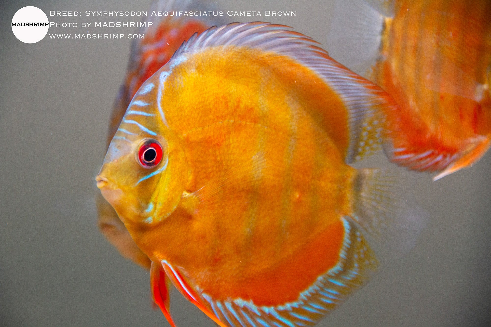 Symphysodon Aequifasciatus Cameta Brown