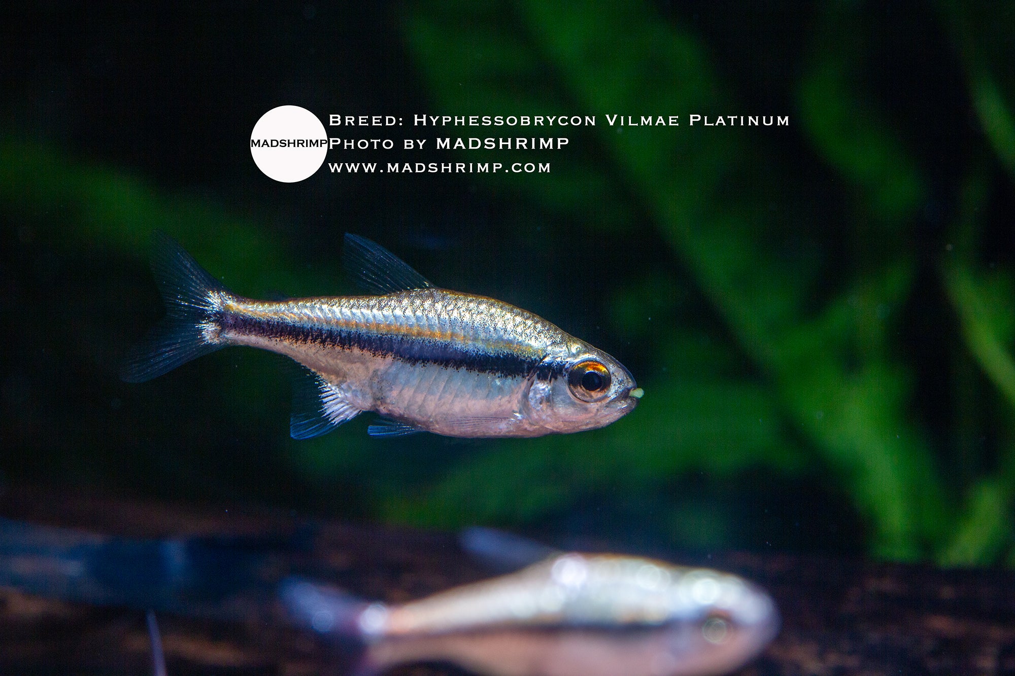Hyphessobrycon Vilmae Platinum