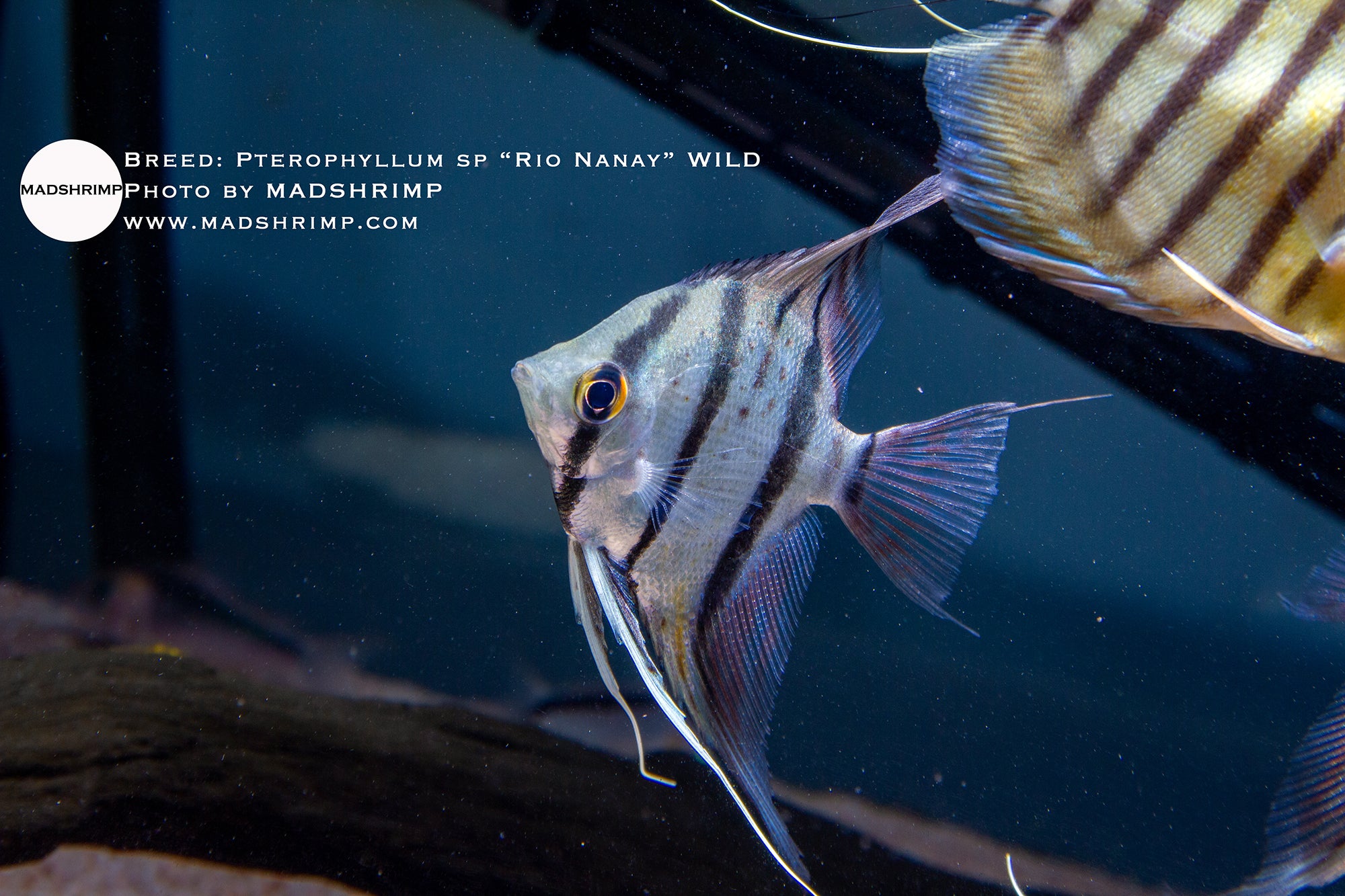 Pterophyllum sp "Rio Nanay" WILD