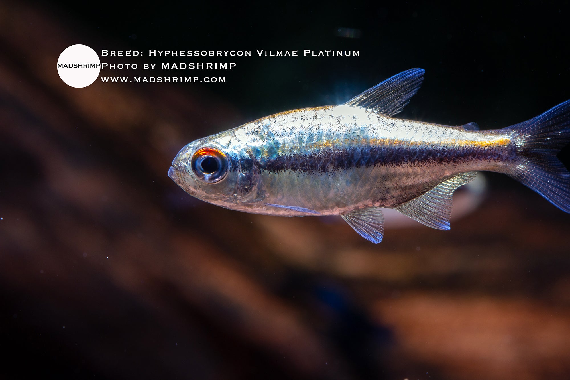 Hyphessobrycon Vilmae Platinum