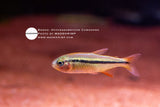 Hyphessobrycon Comodoro