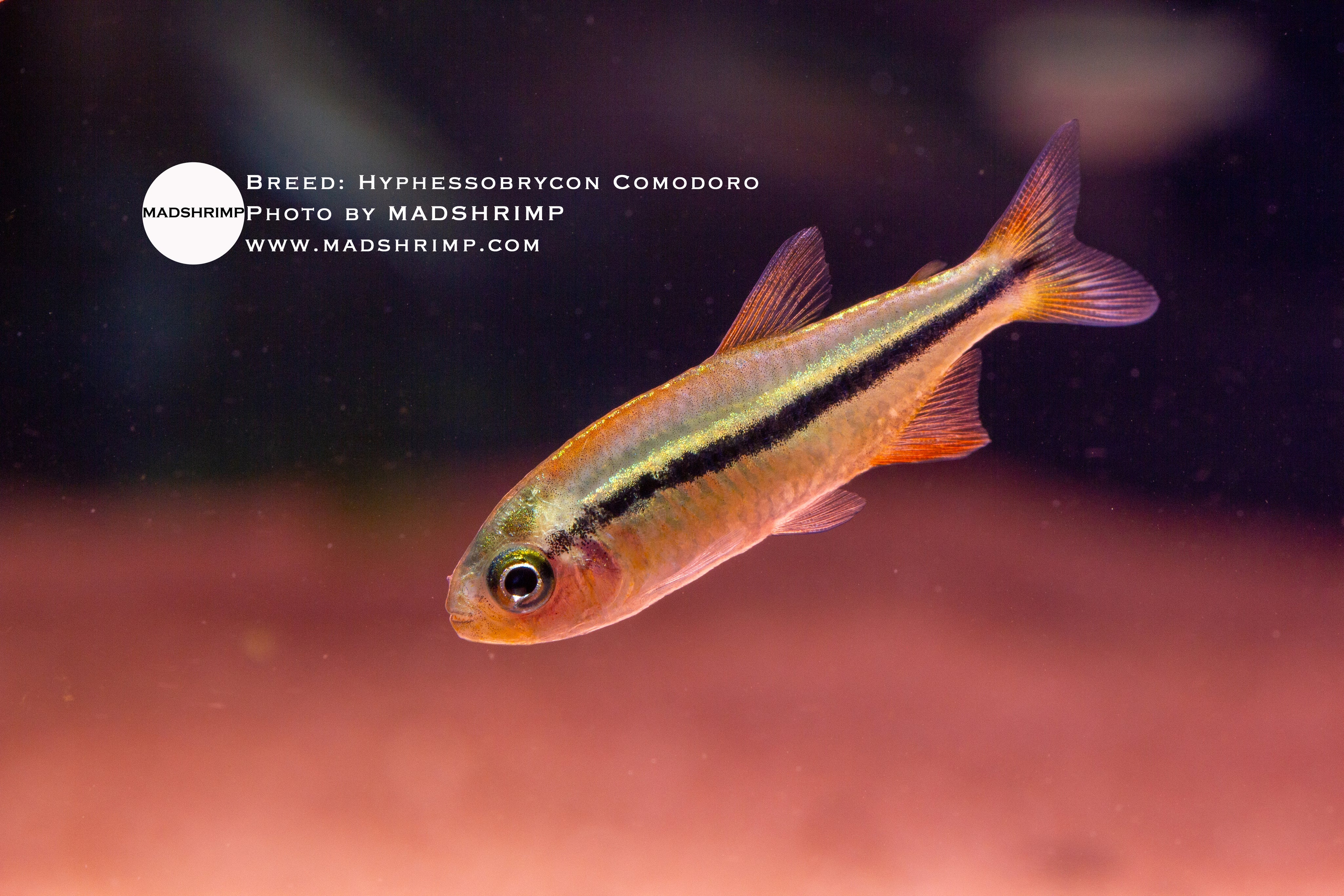 Hyphessobrycon comodoro tetra, photo 2