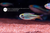 Imperial Lapis tetra (Hyphessobrycon melanostichos)