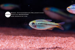 Hyphessobrycon Melanostichos