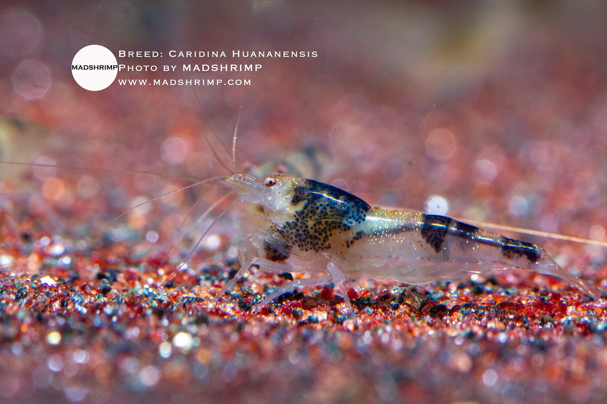 New Bee shrimp (Caridina huananensis)