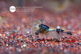 Caridina Huananensis