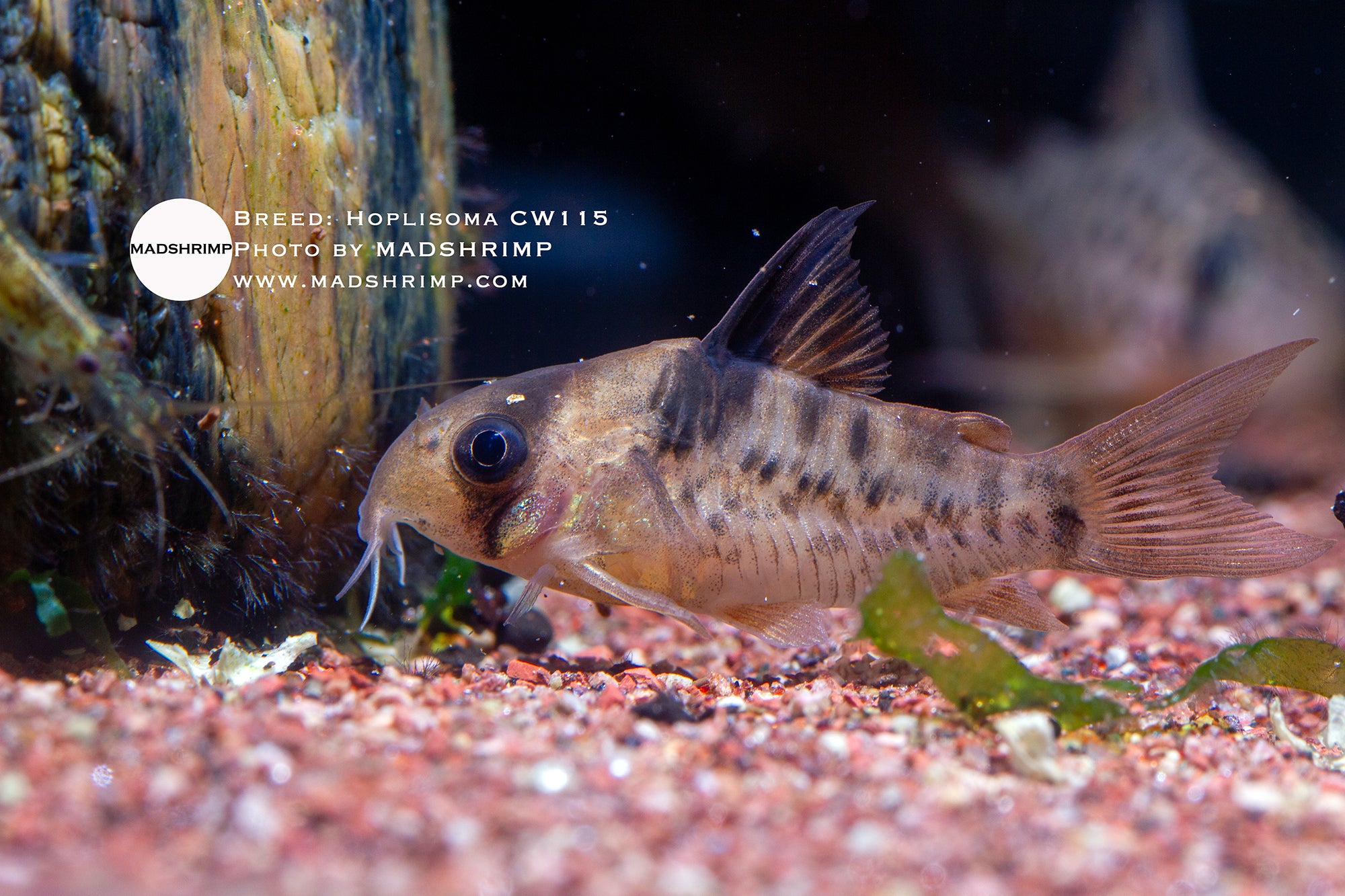 Hoplisoma CW115