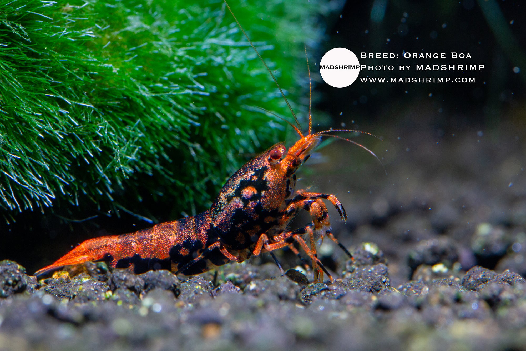 Orange Boa Caridina shrimp