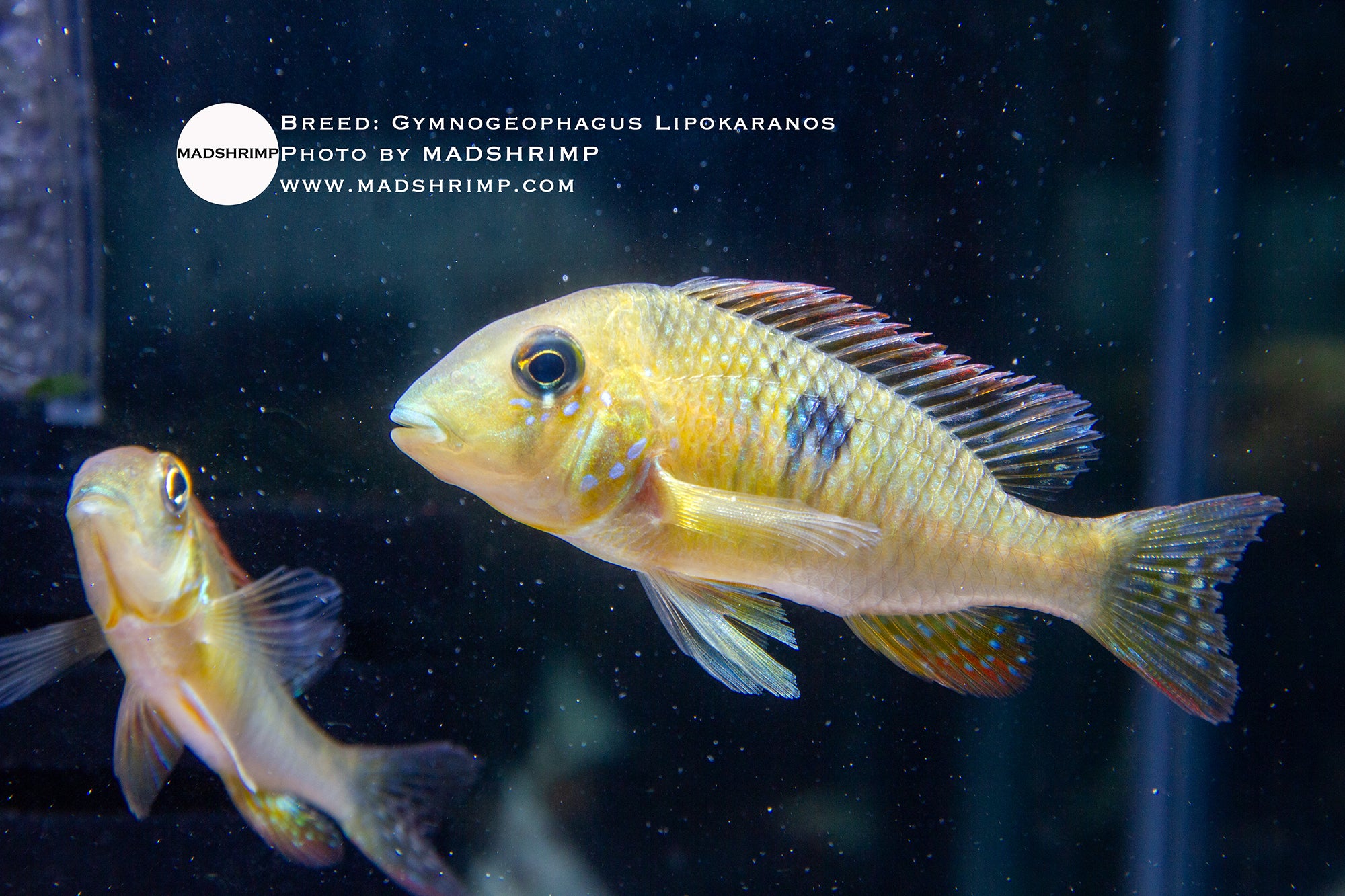 Gymnogeophagus Lipokarenos