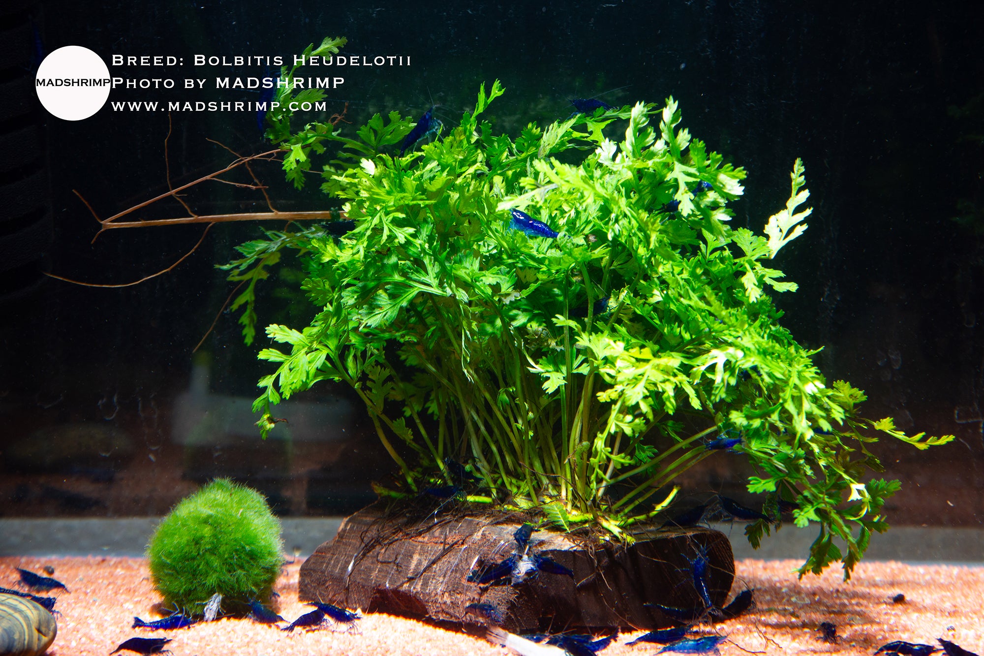 Bolbitis Heudelotii